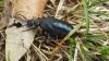 Meloe proscarabaeus